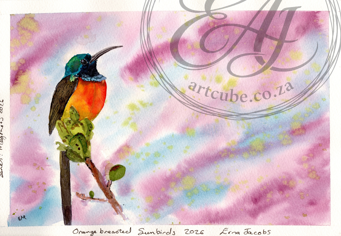 Orange breasted sunbird